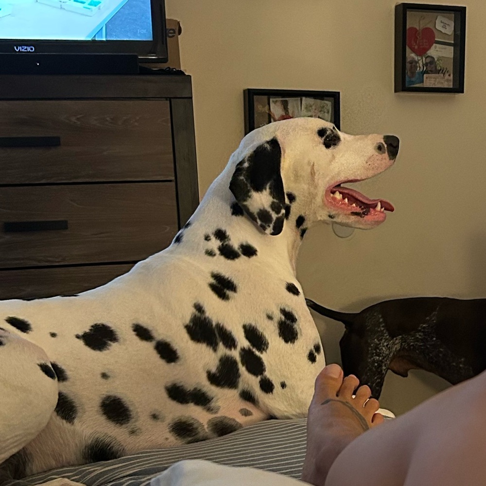 Meet your Posher, Rose